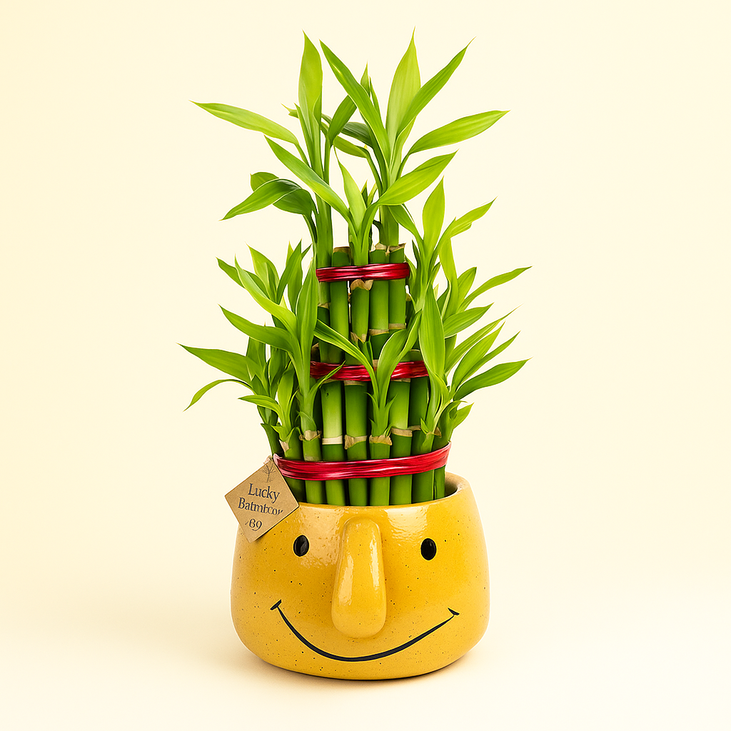 3 Layer Lucky Bamboo Plant in Yellow Ceramic Pot