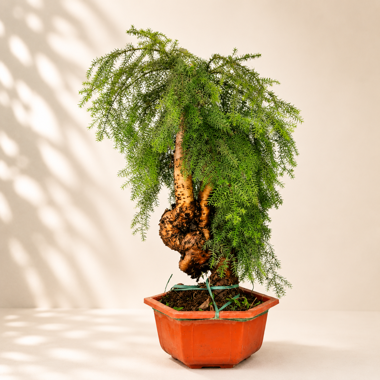 Araucaria (Hoop Pine) Bonsai – 110 cm Tall Conifer