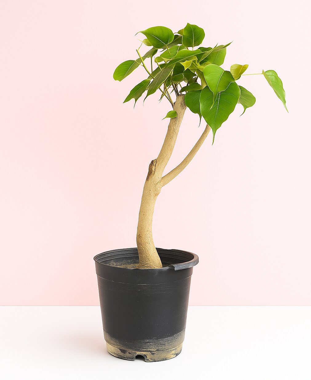 Peepal Bonsai Tree 3 Years Old