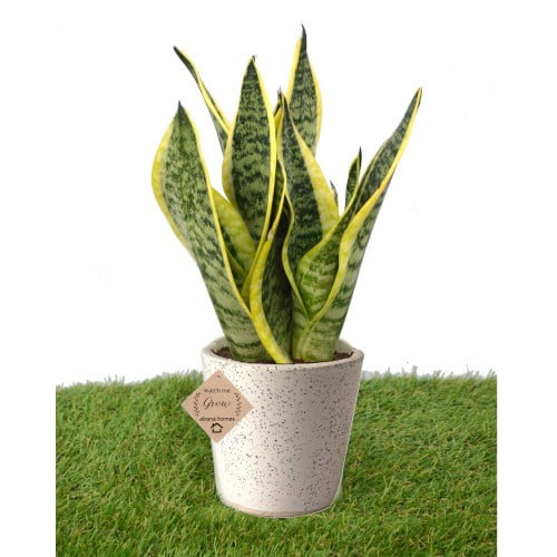 Snake Plant 3-in-1 Ceramic Pot