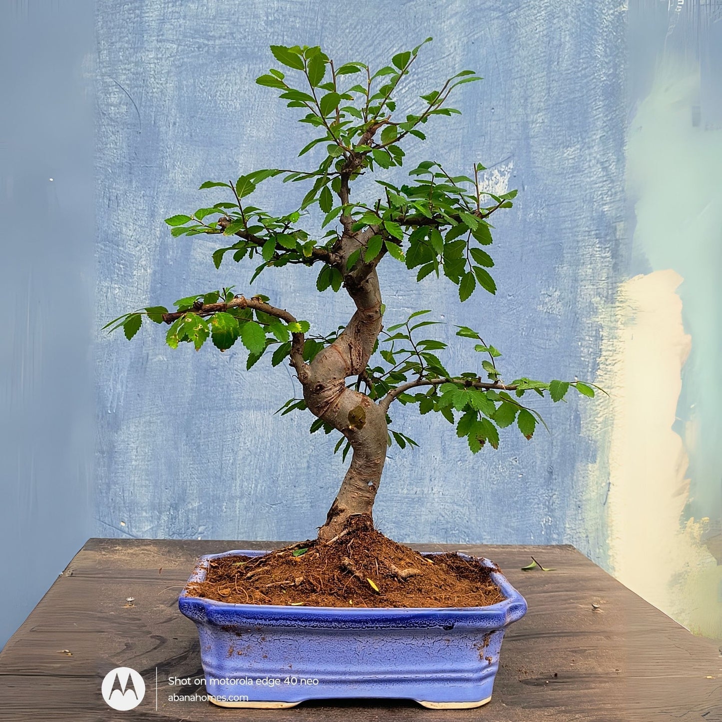 Stylish MultiCurve Chinese Elm Bonsai Tree 15 Years 45 cm