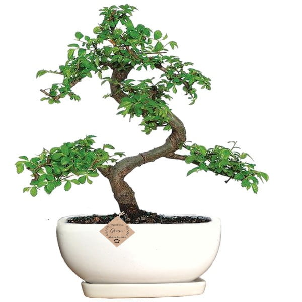 White Ceramic Bonsai Tray Pot | 17 cm Indoor Plant Pot
