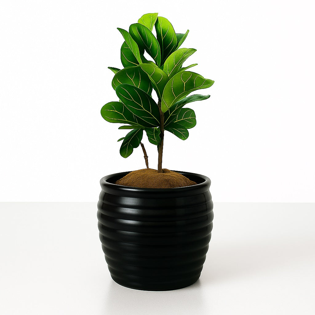 Ficus Lyrata Fiddle Leaf Fig