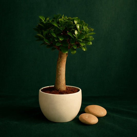 Ficus Microcarpa Indoor Bonsai Tree – 4 Years, Ceramic Pot