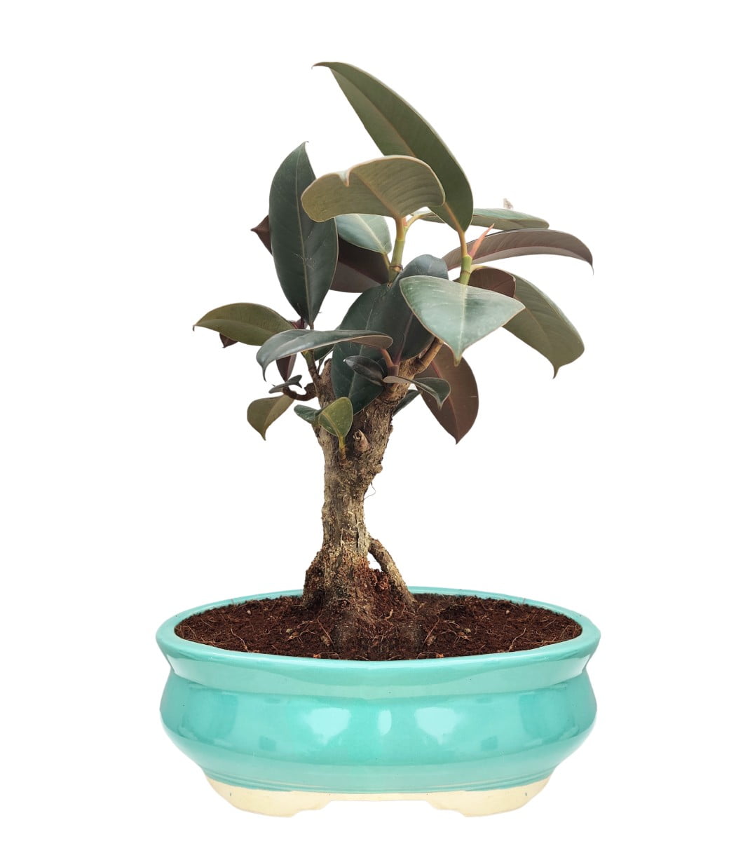 Rubber Plant Bonsai 5 Yrs