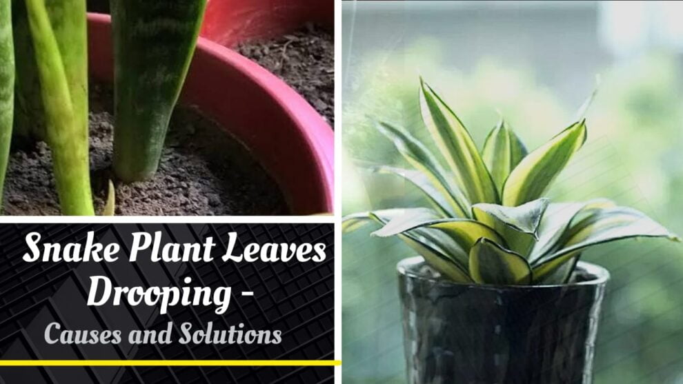 Snake Plant Leaves Drooping Causes And Solutions