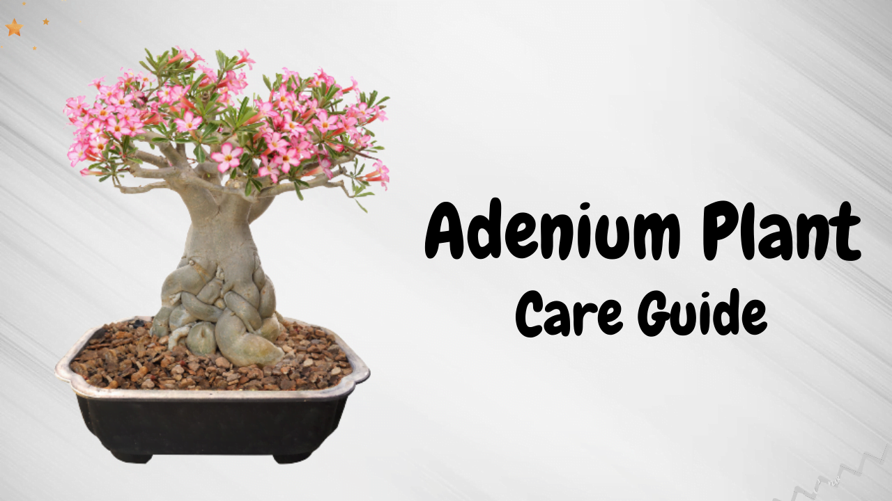 Adenium Plant Care and Grow: Everything You Need to Know – Abana Homes