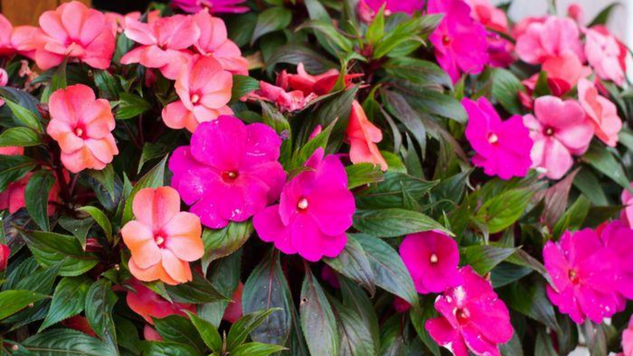 Balbus Tree Balsam Plant- How to grow, care and types of Balsam plant – Abana Homes