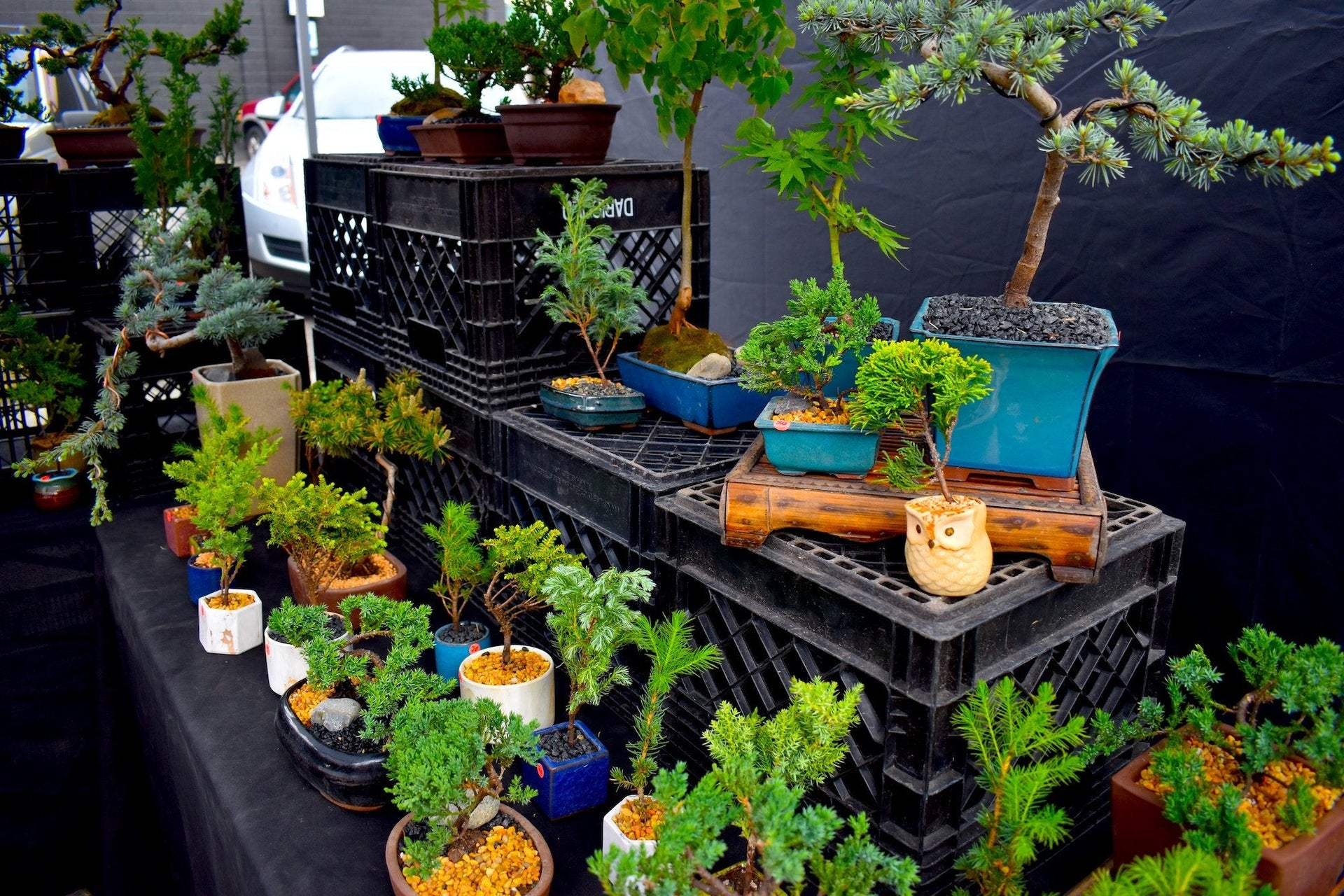 From Balcony to Bliss: Creating Mini-Gardens with Bonsai  Abana Homes