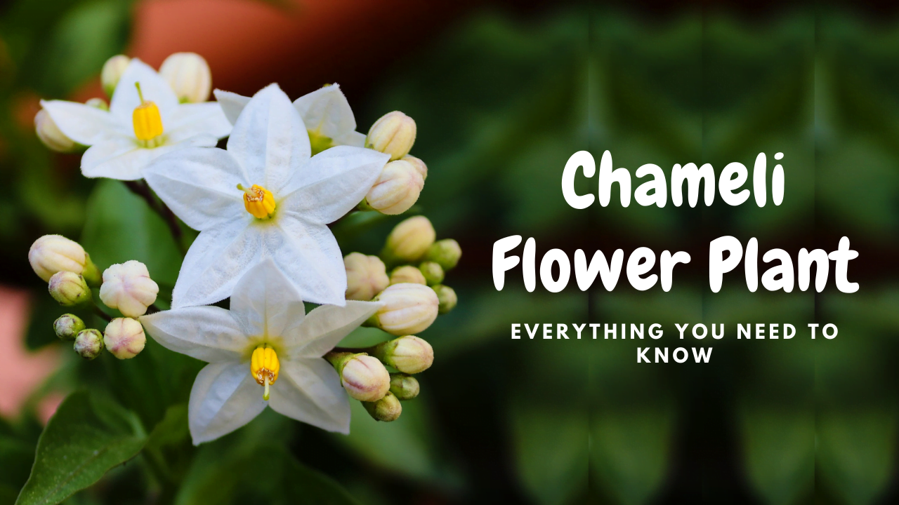 Chameli Flower Care Guide: Types, Growth & Benefits in India – Abana Homes