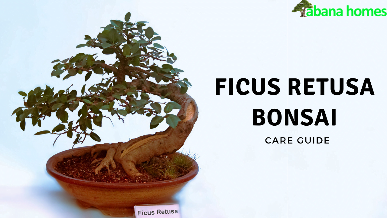 Teknik Defoliasi Bonsai Ficus Retusa untuk Pertumbuhan Optimal Teknik Defoliasi Bonsai Ficus Retusa untuk Pertumbuhan Optimal