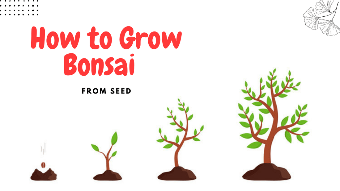 How to Grow Bonsai Tree from Seed – Abana Homes