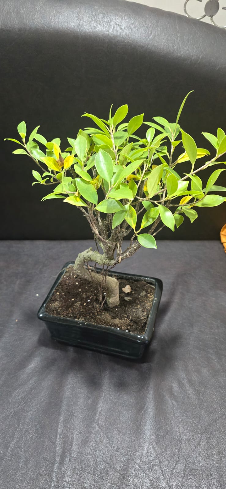Bonsai Ficus Retusa (Albero Di Fico Cinese) – 10 Anni, Altezza 35-40cm