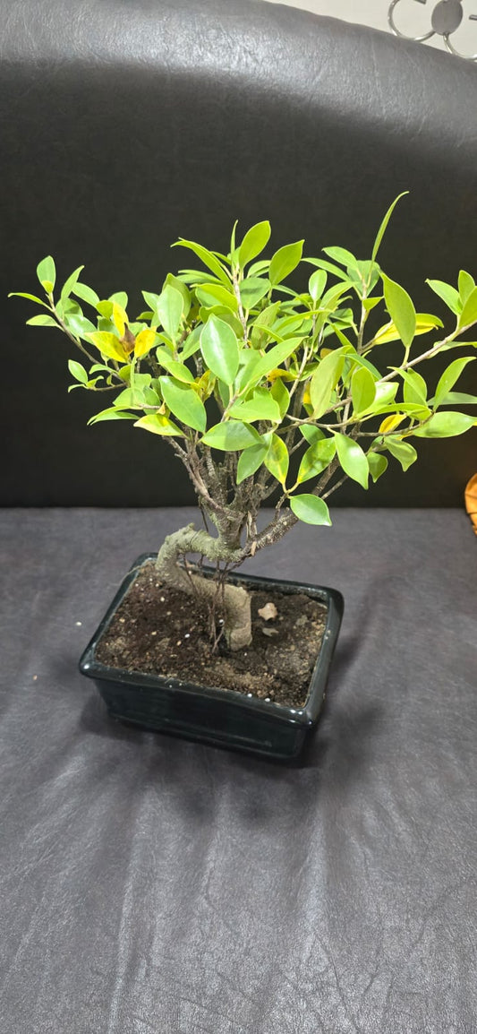 My Chinese Banyan Bonsai Tree Ficus Retusa leaves are turning yellow. Problem & Solutions