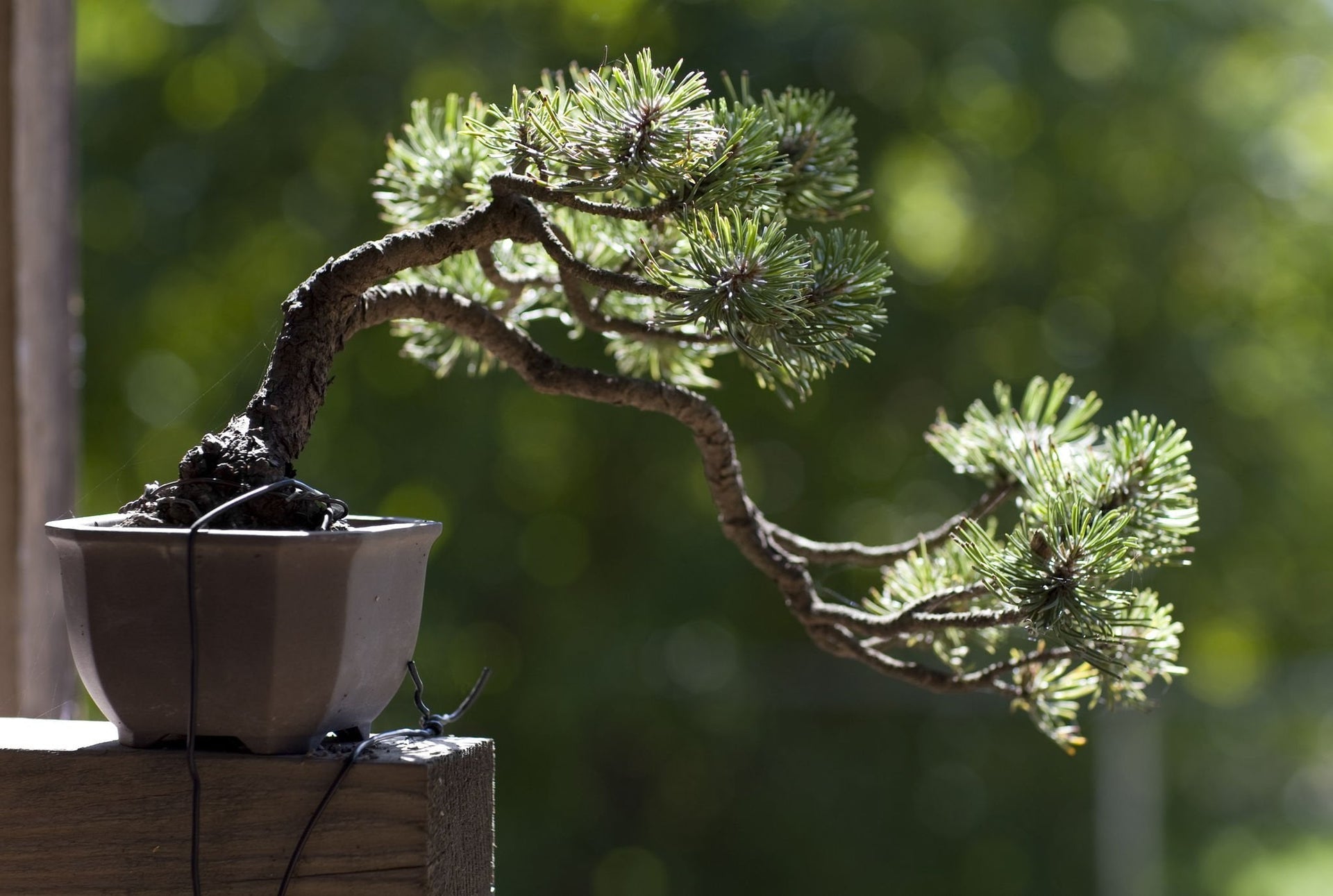 How to build a Bonsai Tree Trunk  Abana Homes