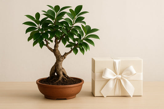 Bonsai trees can be a great addition to your wedding décor. Here’s why