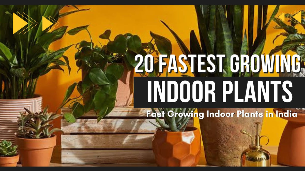 20 Fastest Growing Indoor Plants | Fast Growing Indoor Plants in India ...