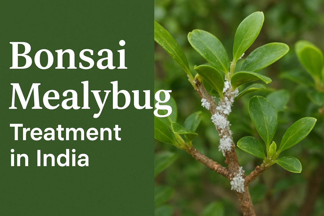 How to Treat Mealybug on Houseplants & Bonsai Plants – Step-by-Step Guide with DIY & Pesticide Options