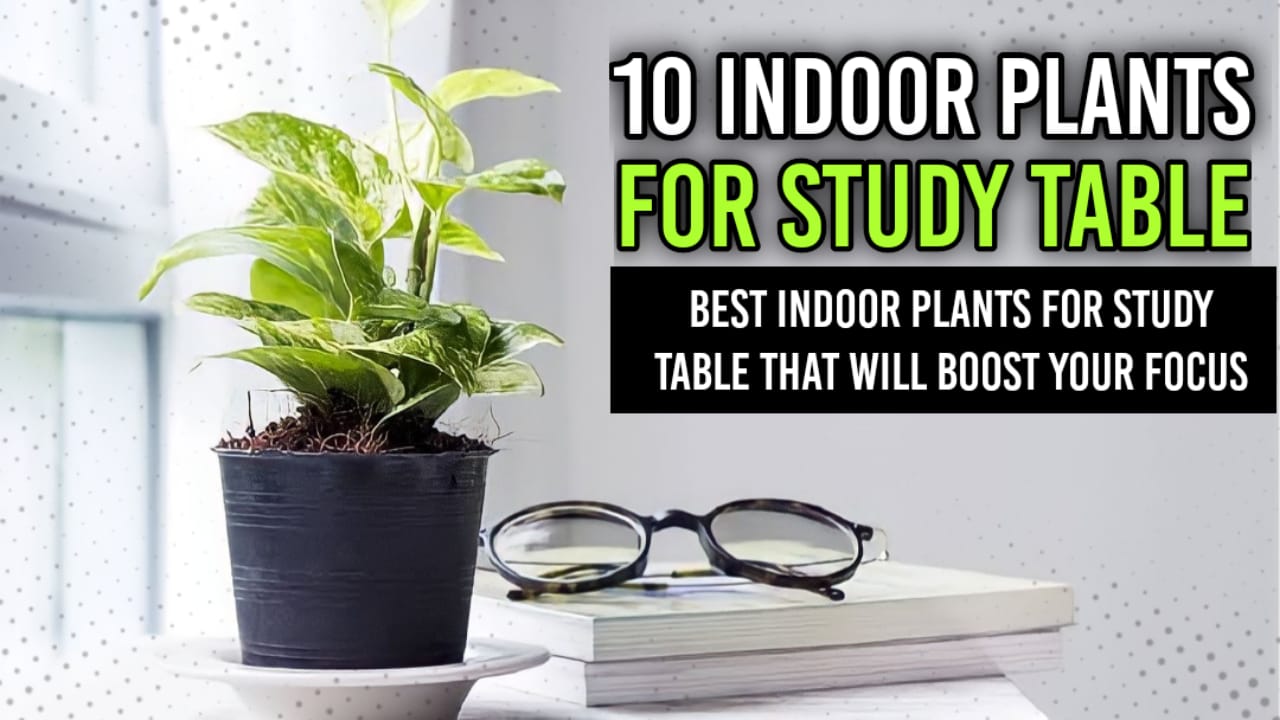 10 Indoor Plants for Study Table | Best Indoor Plants for Study Table ...