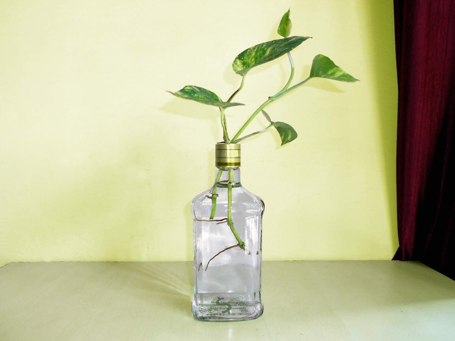 Best money plant in india