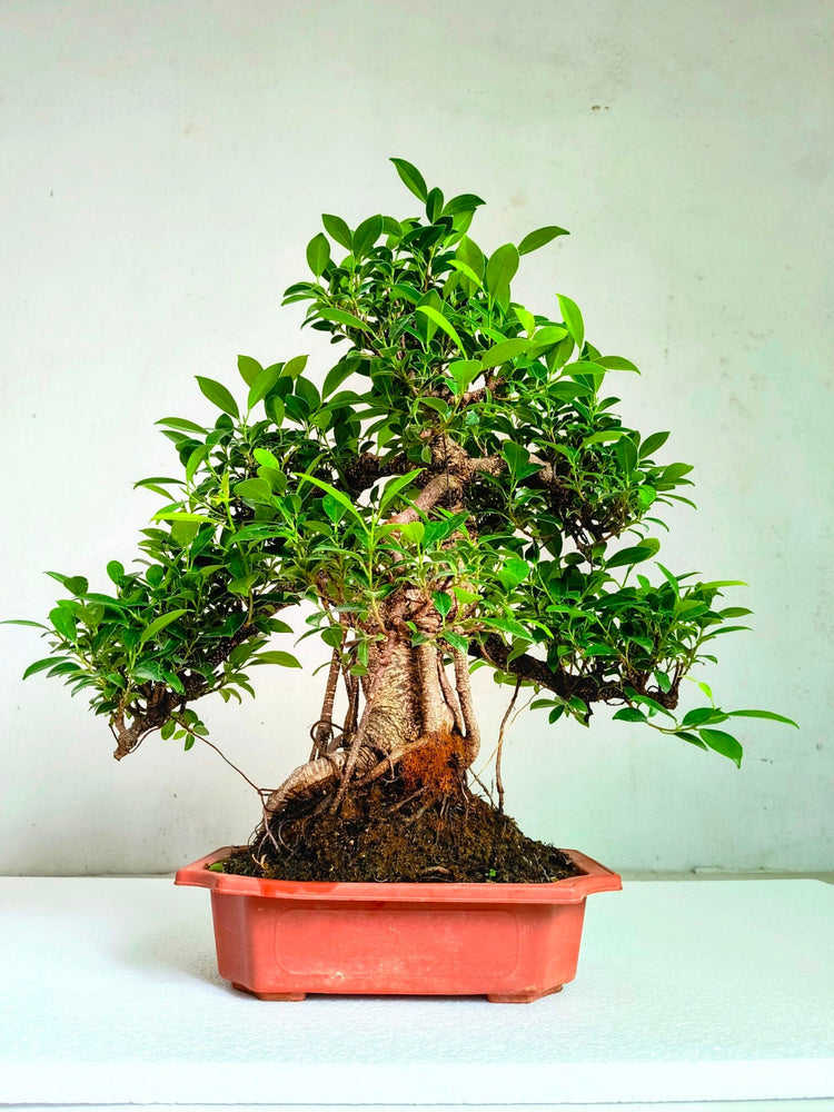 Ficus Bonsai Curved, Aerial Roots & Outdoors