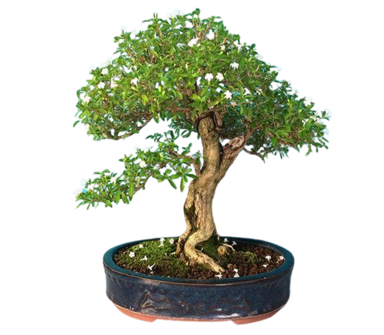 Big Bonsai Tree