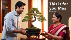 Gifting Plants