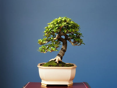 Bestsellers Bonsai Trees