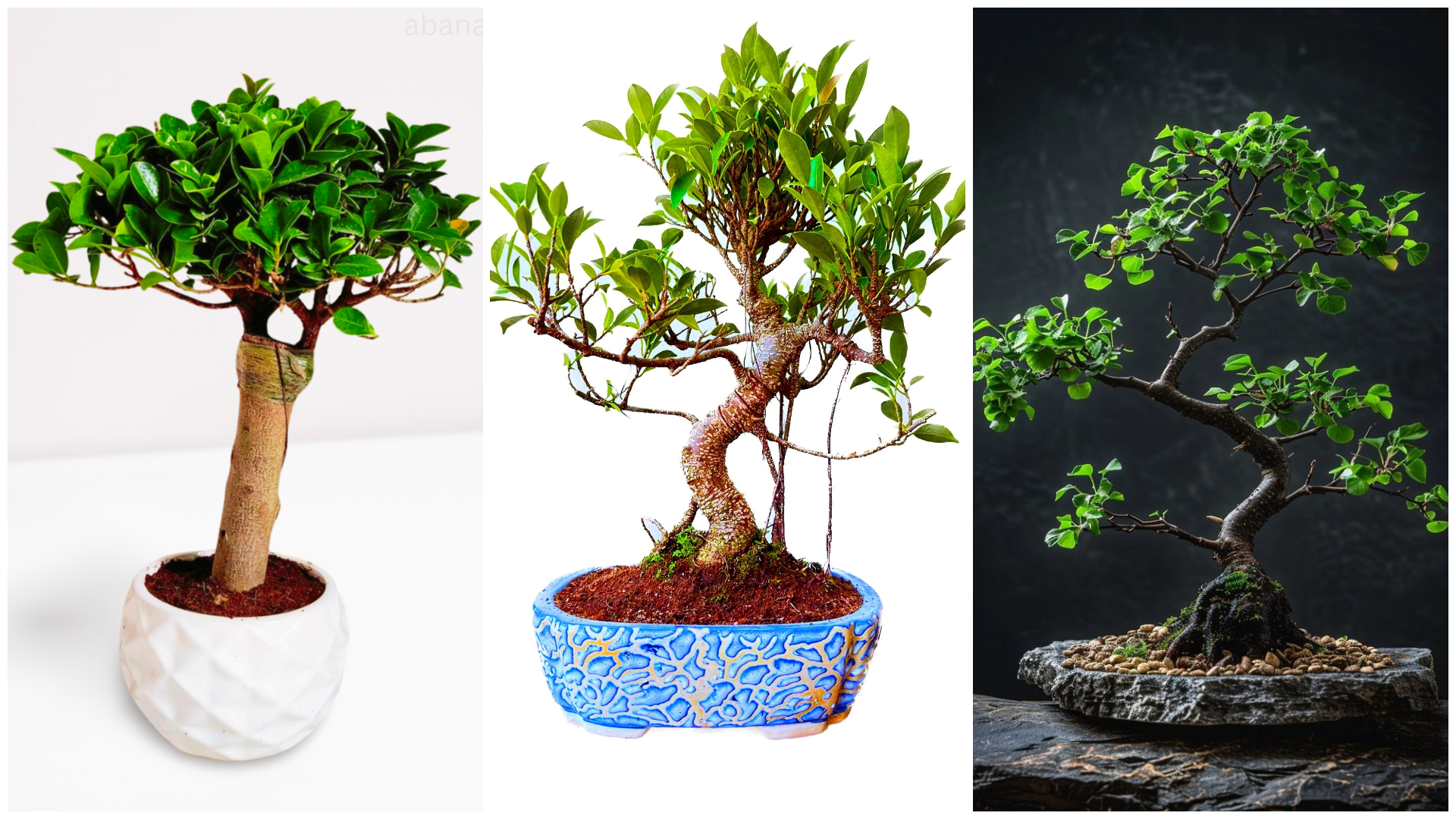 champa tree bonsai Naag Champa, Plumeria Champa White Flower Plant – Abana Homes