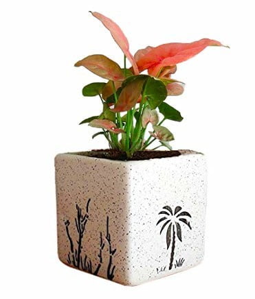 Syngonium Air Purifying Plants