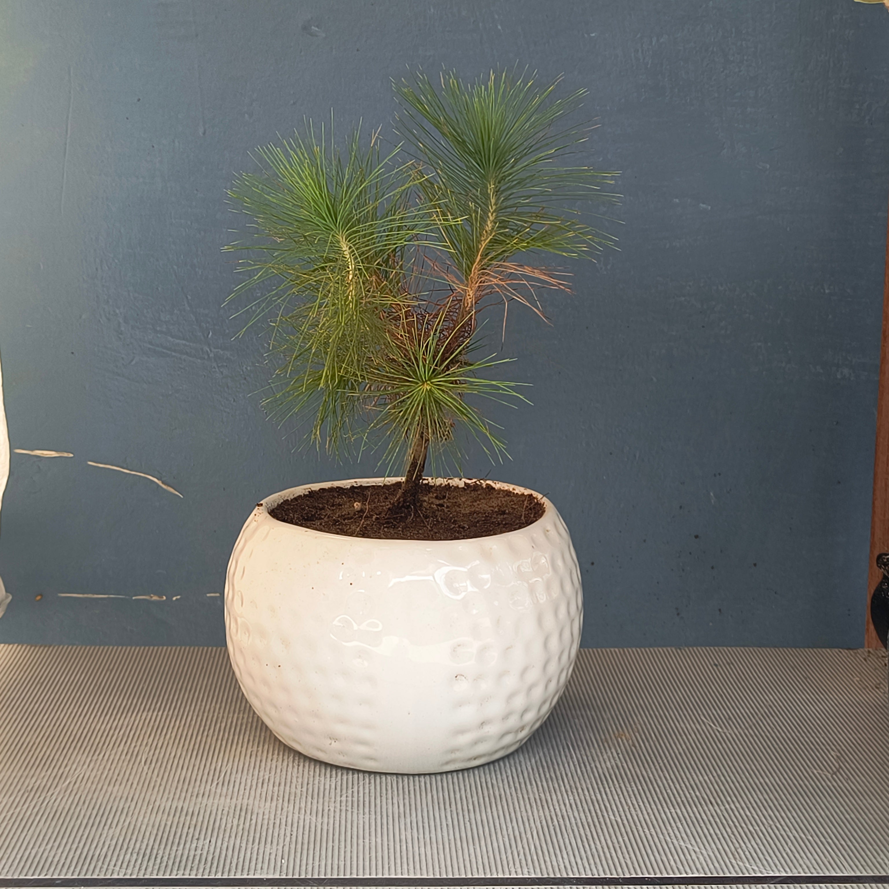 Pine Bonsai - Pre-Bonsai in 5.5 Inches Ceramic Pot