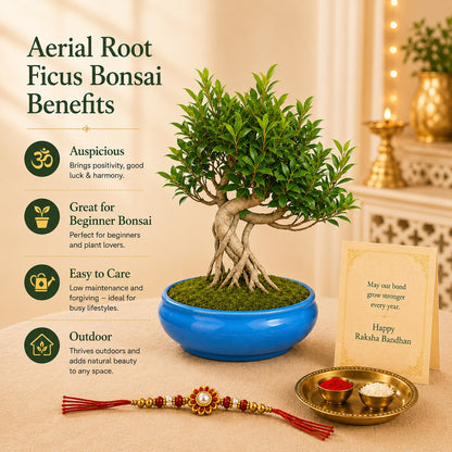 12 Year Aerial Root Ficus – Luxury Rakhi Gift