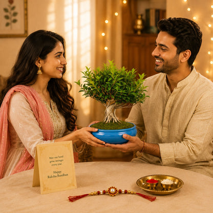 12 Year Aerial Root Ficus – Luxury Rakhi Gift