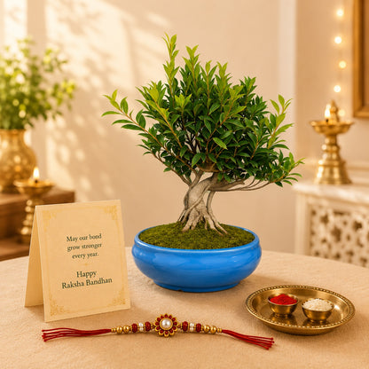 12 Year Aerial Root Ficus – Luxury Rakhi Gift