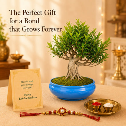 12 Year Aerial Root Ficus – Luxury Rakhi Gift