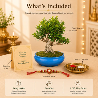 12 Year Aerial Root Ficus – Luxury Rakhi Gift