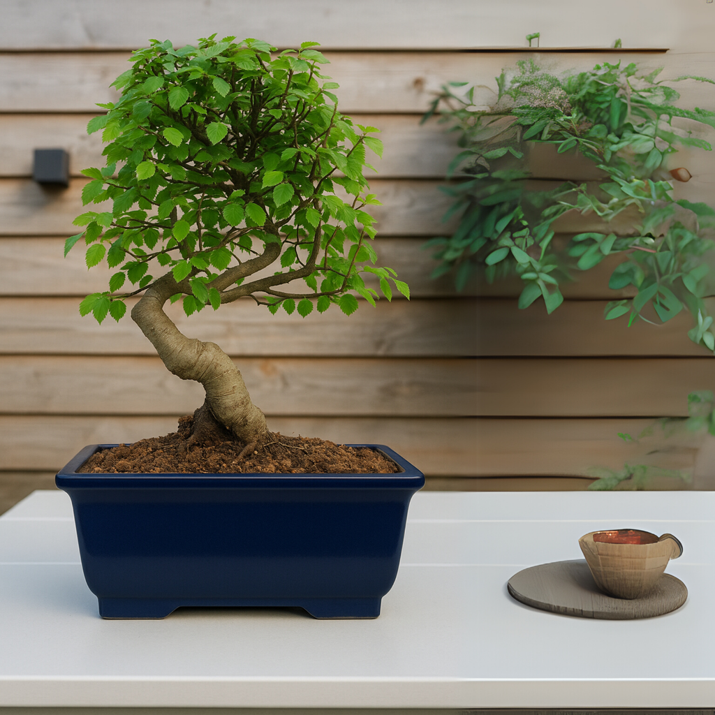 Chinese Elm Outdoor Bonsai Tree 4 Years 30cm