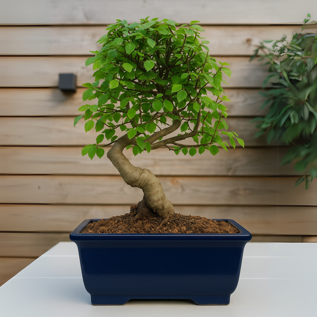 Chinese Elm Outdoor Bonsai Tree 4 Years 30cm