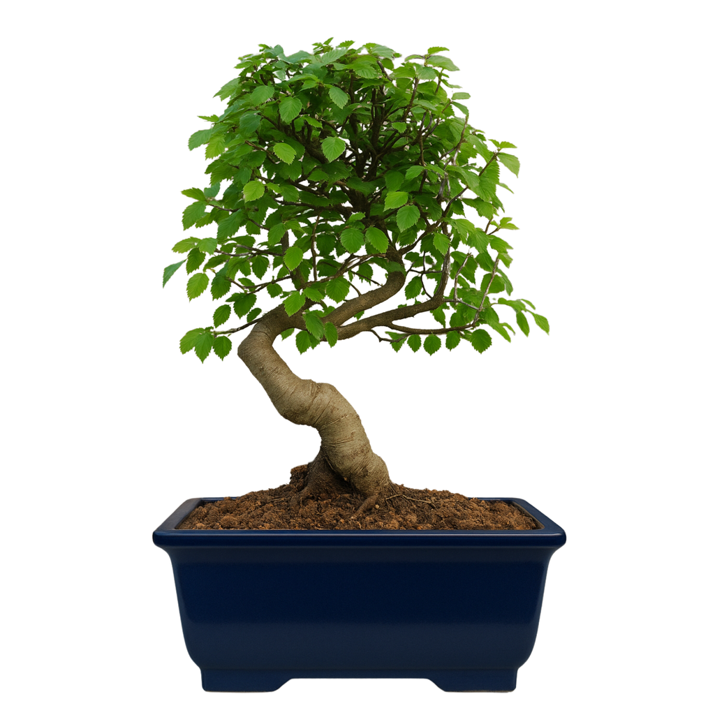 Chinese Elm Outdoor Bonsai Tree 4 Years 30cm