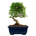Chinese Elm Outdoor Bonsai Tree 4 Years 30cm
