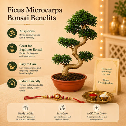 15 Year Ficus Bonsai – Luxury Rakhi Gift