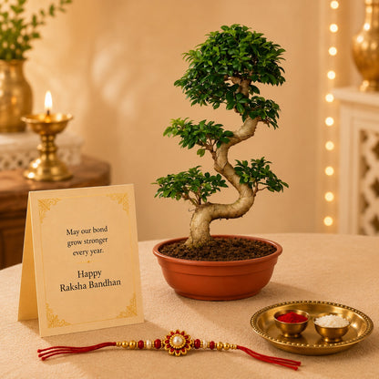 15 Year Ficus Bonsai – Luxury Rakhi Gift