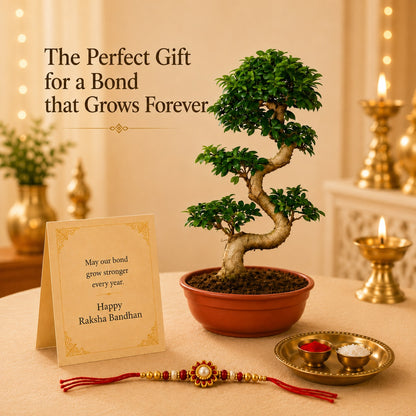 15 Year Ficus Bonsai – Luxury Rakhi Gift