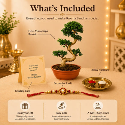15 Year Ficus Bonsai – Luxury Rakhi Gift