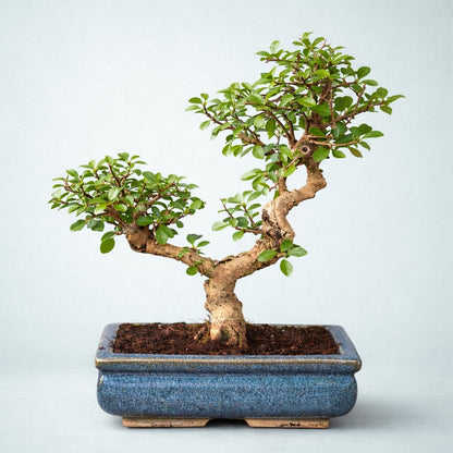 15-Year-Old Flowering Carmona (Fukien Tea) Bonsai Tree
