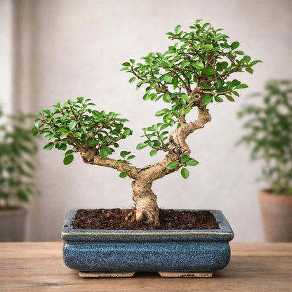 15-Year-Old Flowering Carmona (Fukien Tea) Bonsai Tree
