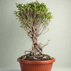 12-Year-Old Ficus ‘Tiger Bark’ Bonsai 70 CM Tall