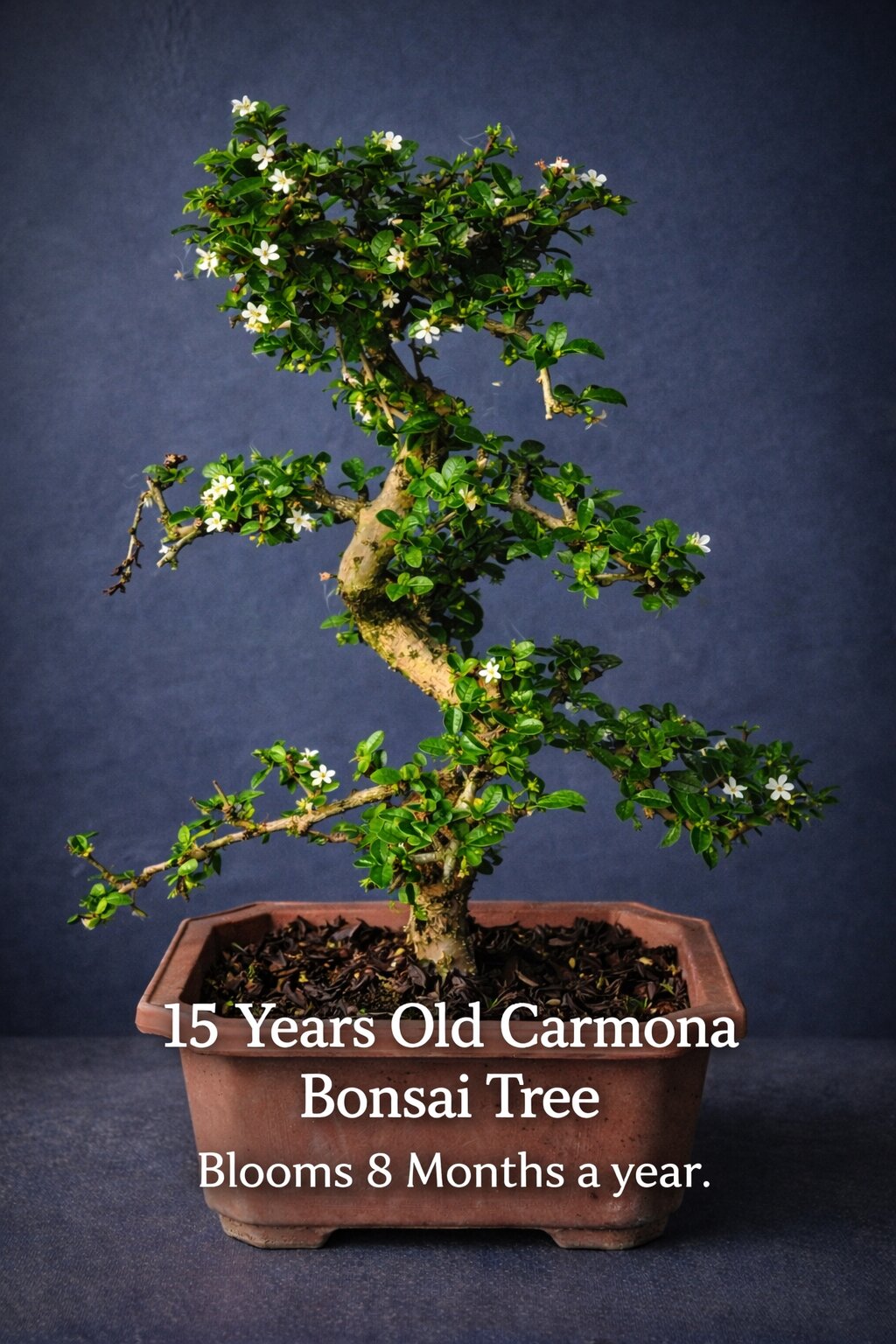 Carmona Flowering Indoor Bonsai Tree – 15 Years, Plastic Pot