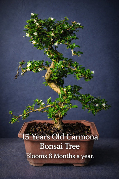 Carmona Flowering Indoor Bonsai Tree – 15 Years, Plastic Pot