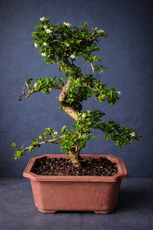 Carmona Flowering Indoor Bonsai Tree – 15 Years, Plastic Pot